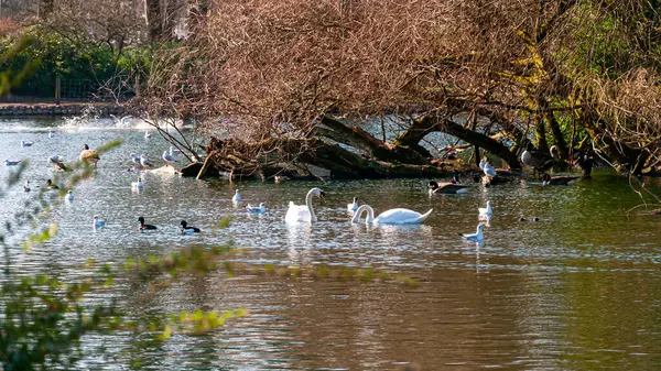 Уэст Парк Вулверхэмптон Весна Англии Птицы Природной Среде — стоковое фото