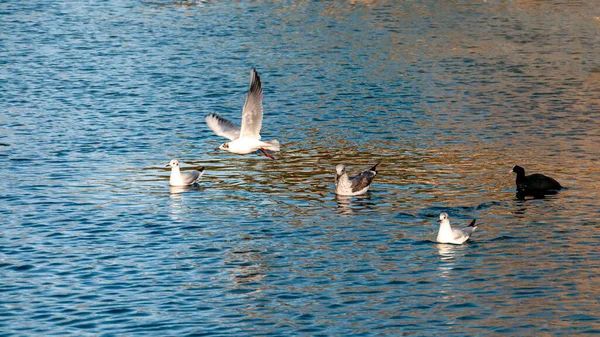 Уэст Парк Вулверхэмптон Весна Англии Птицы Природной Среде — стоковое фото