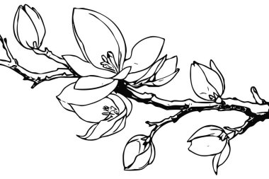 Manolya çiçeği. Siyah beyaz çizgi sanatı. Tişört baskısı, dövme tasarımı. 