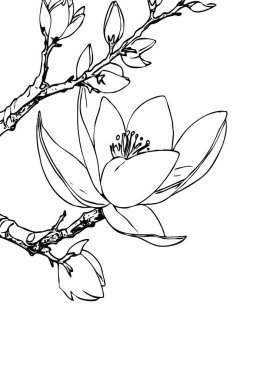 Manolya çiçeği. Siyah beyaz çizgi sanatı. Tişört baskısı, dövme tasarımı. 