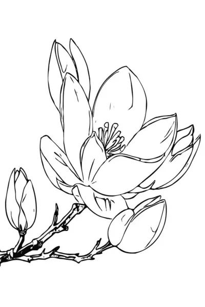 Magnolia flower. Black and white line art. Print for T-shirts, design for tattoos.