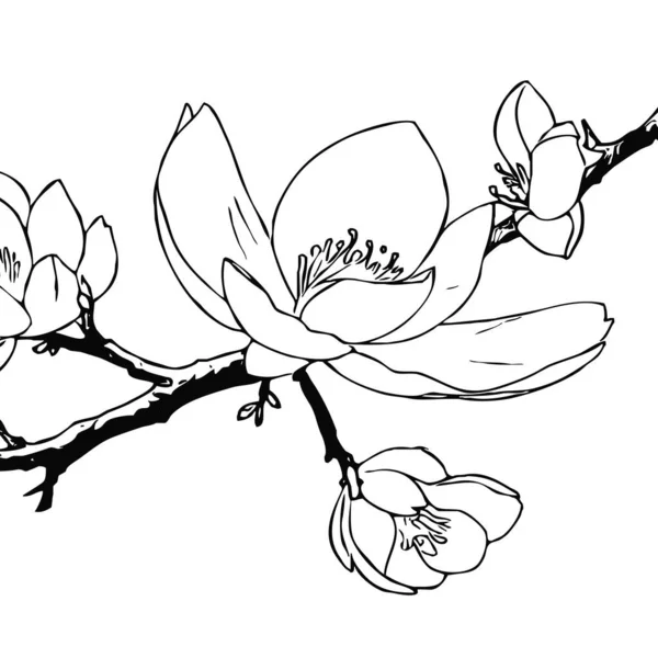 Magnolia flower. Black and white line art. Print for T-shirts, design for tattoos.