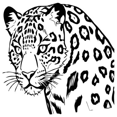 Leopar. Çizgi çalışması. Grafiklerde kullanmak için logo tasarımı. Tişört izi, dövme tasarımı. Duvar dekorasyonlarına yazdırmak için minimalist illüstrasyon.