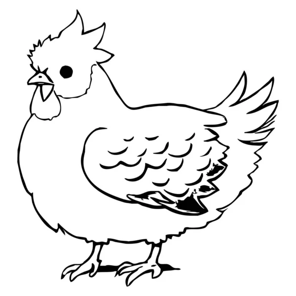Vetores de Galinha Dos Desenhos Animados Para Colorir Páginas e mais  imagens de Animal - Animal, Animal de Fazenda, Ave doméstica - iStock