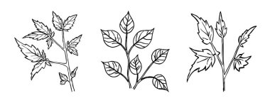 Siyah beyaz botanik çizgisi sanatı. Grafiklerde ve malzemelerde kullanmak için. Soyut bitki şekilleri. Duvar dekorasyonlarına yazdırmak için minimalist illüstrasyon.