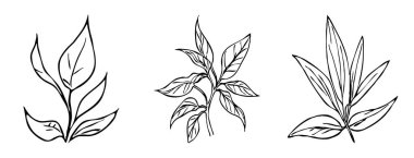 Siyah beyaz botanik çizgisi sanatı. Grafiklerde ve malzemelerde kullanmak için. Soyut bitki şekilleri. Duvar dekorasyonlarına yazdırmak için minimalist illüstrasyon.