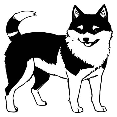 Sibirya Husky 'si. Siyah beyaz grafikler. Grafiklerde kullanmak için logo tasarımı. Tişört izi, dövme tasarımı.. 