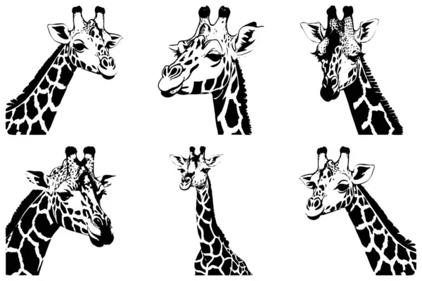 Giraffe . Black and white illustration. Logo design for use in graphics. T-shirt print, tattoo design.
