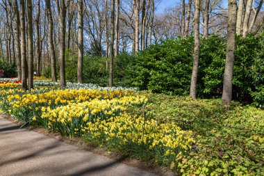 14 Nisan 2022 Lisse Hollanda. Lisse 'deki Keukenhof bahar bahçesi Hollanda' nın en güzel yerlerinden biridir..