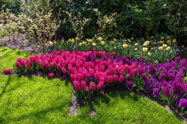 14 Nisan 2022 Lisse Hollanda. Lisse 'deki Keukenhof bahar bahçesi Hollanda' nın en güzel yerlerinden biridir..