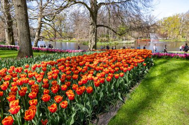 14 Nisan 2022 Lisse Hollanda. Lisse 'deki Keukenhof bahar bahçesi Hollanda' nın en güzel yerlerinden biridir..