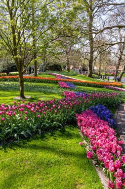 14 Nisan 2022 Lisse Hollanda. Lisse 'deki Keukenhof bahar bahçesi Hollanda' nın en güzel yerlerinden biridir..