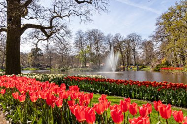 14 Nisan 2022 Lisse Hollanda. Lisse 'deki Keukenhof bahar bahçesi Hollanda' nın en güzel yerlerinden biridir..