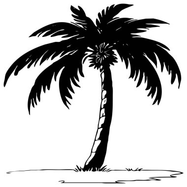 Palmiye ağacı tasviri. Beyaz arka planda siyah tropikal ağaç. 