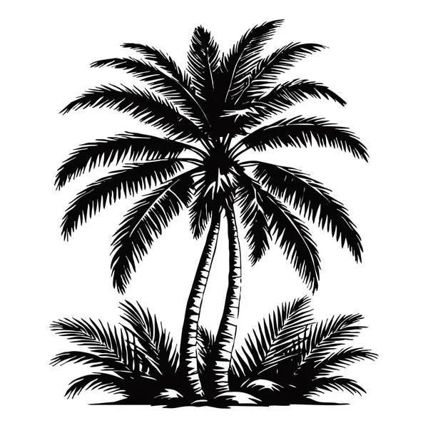 Palmiye ağacı tasviri. Beyaz arka planda siyah tropikal ağaç. 