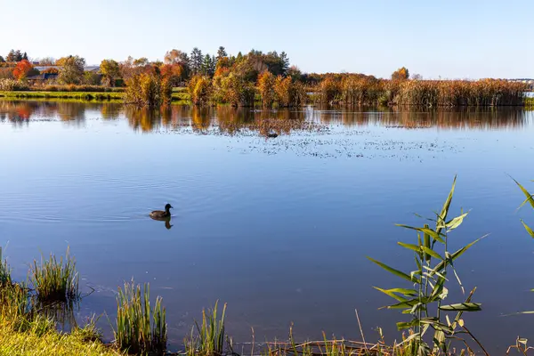 Stock image Landscape in the countryside by the lake on a sunny October day. A quiet place to relax by the water.