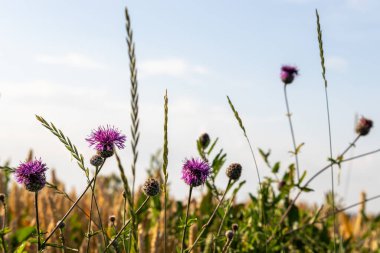 Bulanık bir arka planda pembe kır çiçekleri güneşli bir haziran gününde kırsalda.