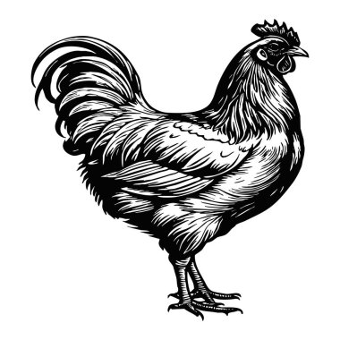 Tavuk. Siyah beyaz çizim. Grafiklerde kullanmak için logo tasarımı. Tişört izi, dövme tasarımı.. 