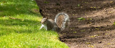 A gray squirrel in an English park in Wolverhampton clipart