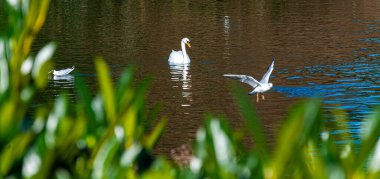 Birds. Nature landscape. West Park in Wolverhampton, England. clipart