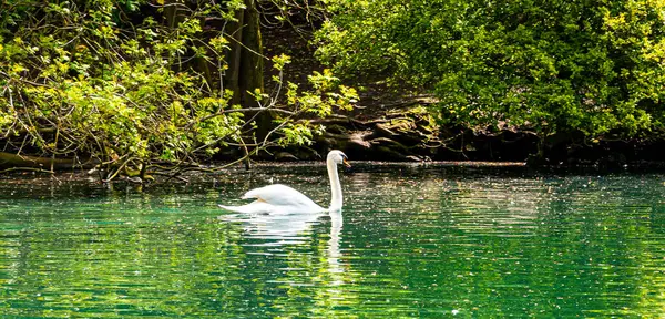 Kuşlar. Doğa manzarası. Wolverhampton, İngiltere 'deki West Park.