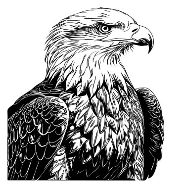 Kartal. Siyah beyaz grafikler. Grafiklerde kullanmak için logo tasarımı. Tişört izi, dövme tasarımı.. 