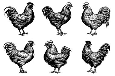Tavuk. Siyah beyaz çizim. Grafiklerde kullanmak için logo tasarımı. Tişört izi, dövme tasarımı.. 