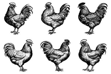 Tavuk. Siyah beyaz çizim. Grafiklerde kullanmak için logo tasarımı. Tişört izi, dövme tasarımı.. 