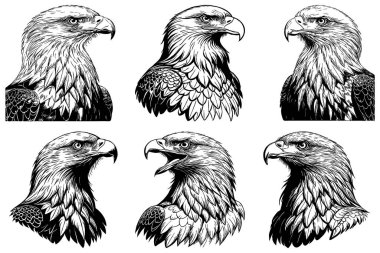 Kartal. Siyah beyaz grafikler. Grafiklerde kullanmak için logo tasarımı. Tişört izi, dövme tasarımı.. 