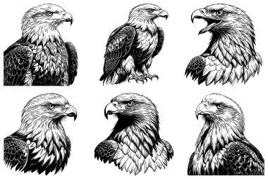 Kartal. Siyah beyaz grafikler. Grafiklerde kullanmak için logo tasarımı. Tişört izi, dövme tasarımı.. 