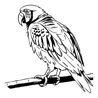Papağan. Siyah beyaz grafikler. Grafiklerde kullanmak için logo tasarımı. Tişört izi, dövme tasarımı..  