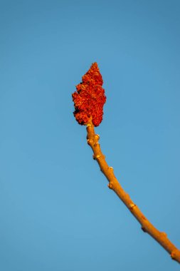 Güneşli bir Mart gününde gölde sisli bir arka planda Sirke Sumac