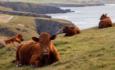 Kızıl inekler. Güneşli bir nisan gününde manzara. Dağların ve okyanusun güzel manzarası. Padstow Cornwall, Büyük Britanya.