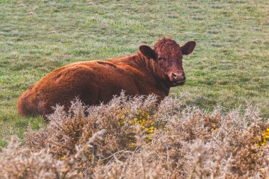Kızıl inekler. Güneşli bir nisan gününde manzara. Dağların ve okyanusun güzel manzarası. Padstow Cornwall, Büyük Britanya.