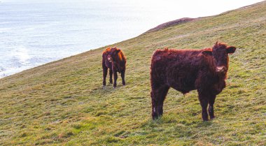 Kızıl inekler. Güneşli bir nisan gününde manzara. Dağların ve okyanusun güzel manzarası. Padstow Cornwall, Büyük Britanya.