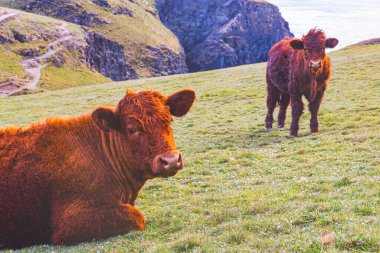 Kızıl inekler. Güneşli bir nisan gününde manzara. Dağların ve okyanusun güzel manzarası. Padstow Cornwall, Büyük Britanya.