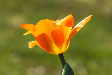 Nisan 'ın güneşli bir gününde arka planda bulanık laleler .