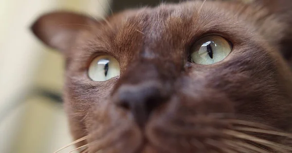 愛らしい動物ペットの猫の目の肖像マクロクローズアップ顔美しい緑の色が注目を集めています自宅で目を覚ます恐怖表現 猫の目好奇心点滅発見観光のために — ストック写真