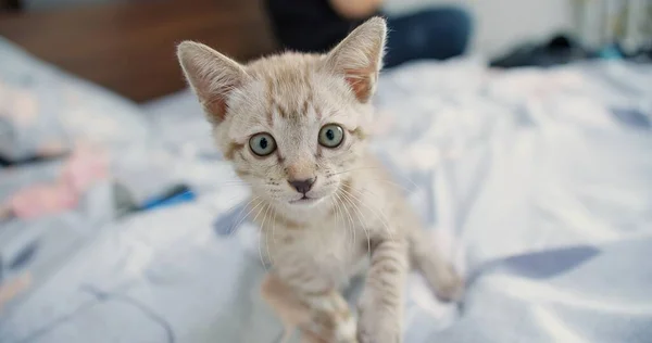 Porträt Niedlich Kleines Tier Haustier Junge Katze Katze Spielen Mit — Stockfoto