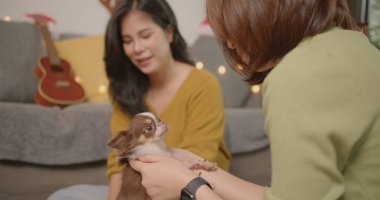 Mutlu Asyalı kadın çift lezbiyen lgbt Friends evlerinde chihuahua köpekleri oynuyorlar yeni yılı, yeni yılı ve Noel konseptini kutluyorlar. Tatili bekliyorum.