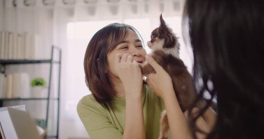 Çekici Asyalı kadın portresi. Evdeki sevimli köpek Chihuahua 'yla oynaşıyor. Evcil hayvan sahibi evcil hayvanı sevgiyle okşuyor.
