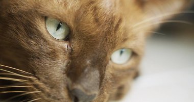 Portre makro yakın çekim sevimli hayvan kedi gözü güzel yeşil renk ile uyanık korku ifadesi evde, kedi gözleri meraklı görmek için keşfetmek