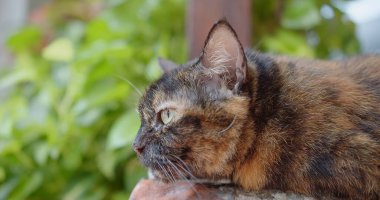 Bir bitkinin yanındaki çıkıntıda bir kedi yatıyor. Kedi kameraya bakıyor.