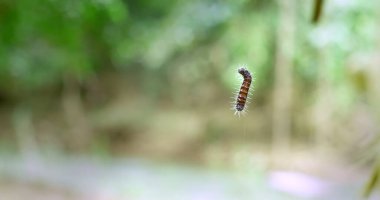 Havada kahverengi ve siyah bir tırtıl asılı duruyor. Odaklanan tek şey tırtıl olduğu için görüntüde durgunluk ve sessizlik duygusu var.
