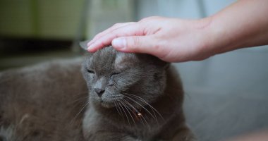 Gri bir kedi yerde yatıyor ve bir insan onu okşuyor. Kedi ilgiden hoşlanıyor gibi görünüyor ve mırıldıyor.