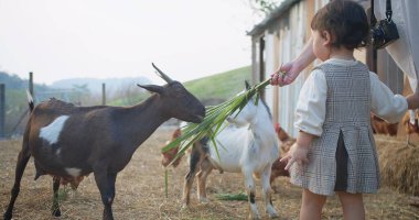 Sevimli bir kız ve anne kırsal kesimde çim ile bir keçiyi besliyorlar, çocuk aile tarımı ünlü kavramı.