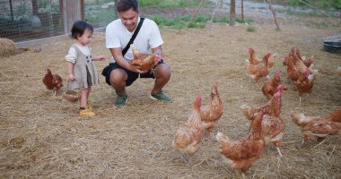 Bir baba ve küçük bir kız tarlada tavukları besliyorlar. Kıza ve adama yakın duranlar var ve diğerleri daha uzakta. Huzur dolu bir sahne.