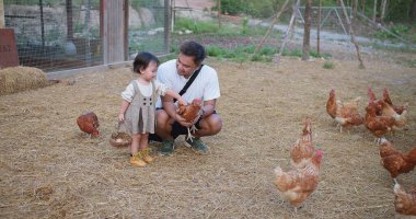 Bir baba ve küçük bir kız tarlada tavukları besliyorlar. Kıza ve adama yakın duranlar var ve diğerleri daha uzakta. Huzur dolu bir sahne.