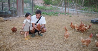 Bir baba ve küçük bir kız tarlada tavukları besliyorlar. Kıza ve adama yakın duranlar var ve diğerleri daha uzakta. Huzur dolu bir sahne.