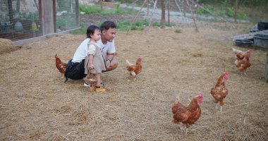 Bir baba ve küçük bir kız tarlada tavukları besliyorlar. Kıza ve adama yakın duranlar var ve diğerleri daha uzakta. Huzur dolu bir sahne.